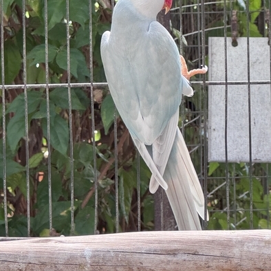 Ring Neck 2024 - Pallid Azul