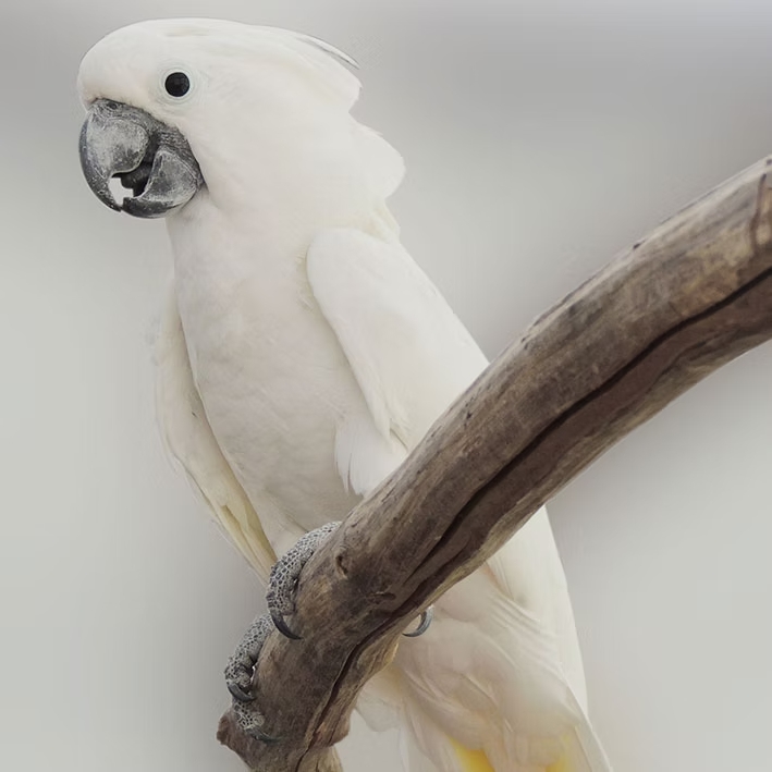 Cacatua-alba