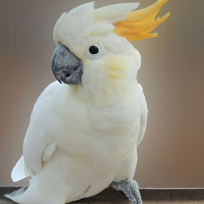 Cacatua-cítron
