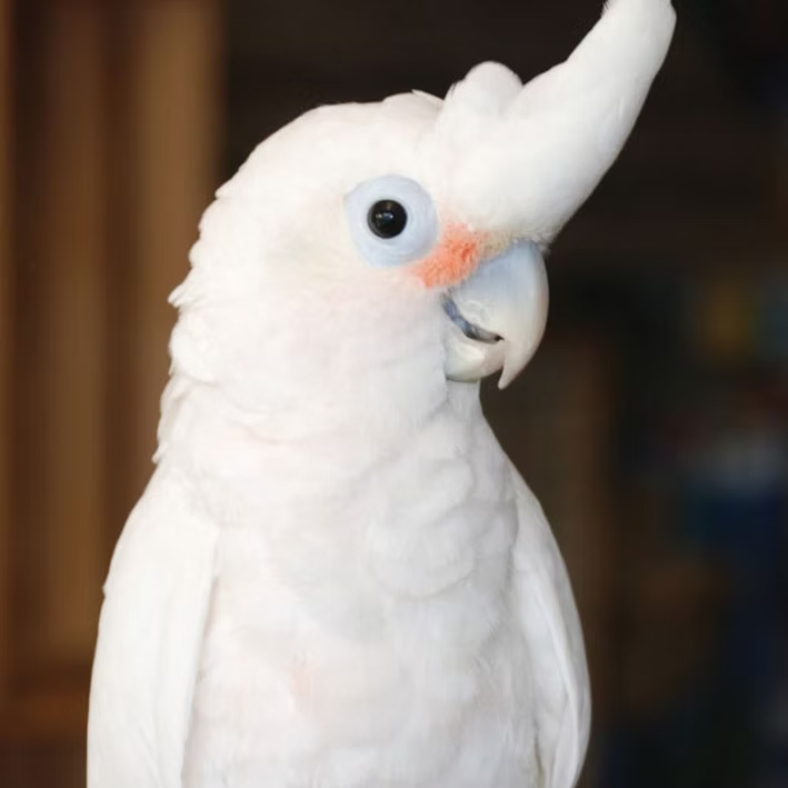 Cacatua Goffini