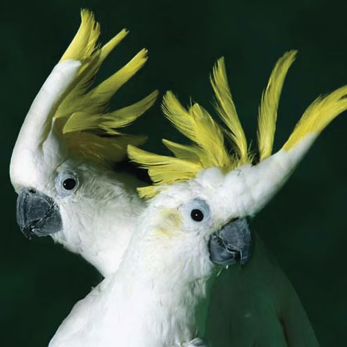 Cacatua sulfúria