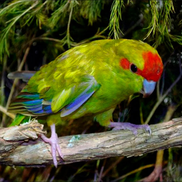 Kakariki