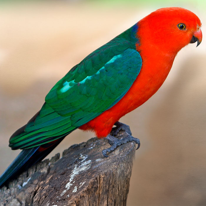 King Parrot