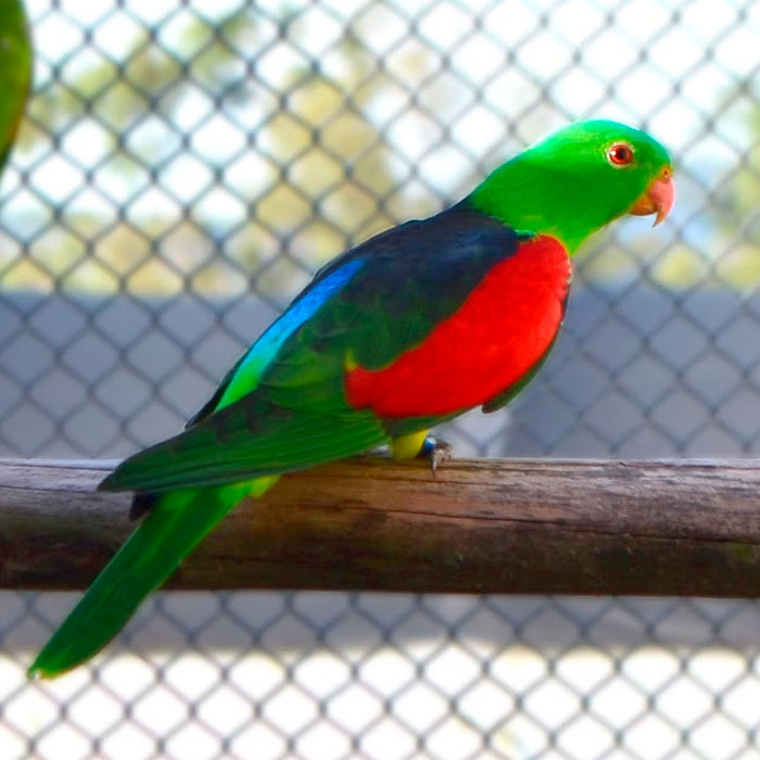 Red Winged