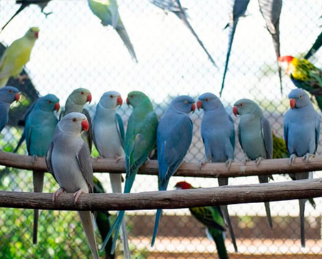 Ring Neck Cacatua Papagaio do Congo Lóris Rosela 